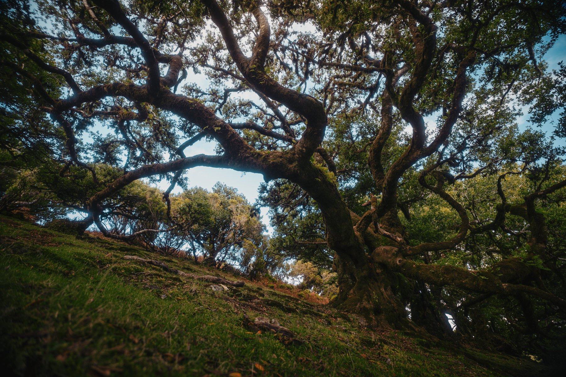 Madeira