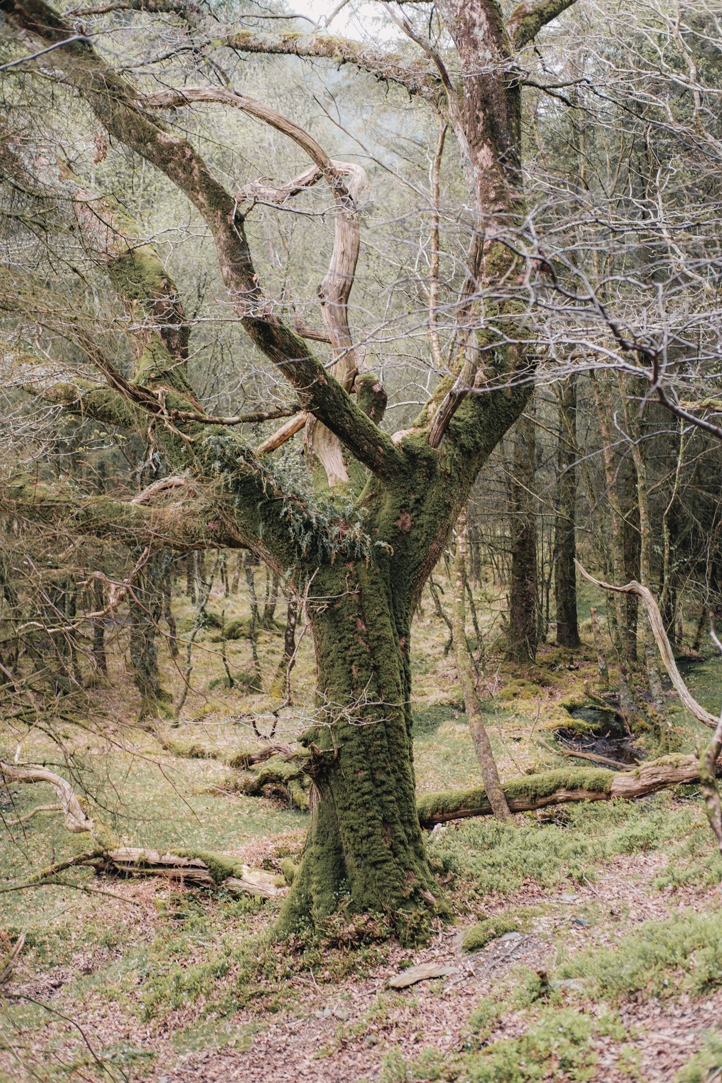 Ireland